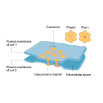 Biology Chapter 2 - Cell Structure